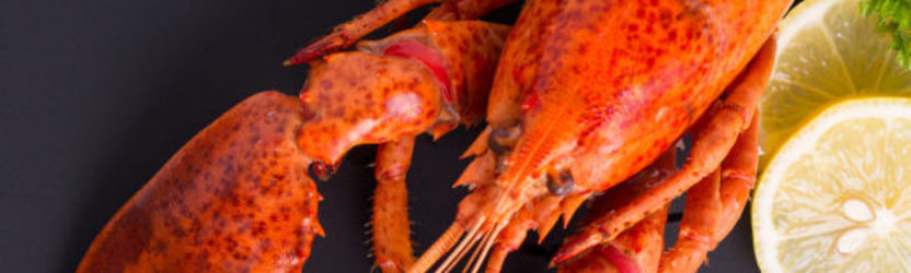 Maine Lobster: Fun Facts about This Delicious Crustacean | Geddy’s