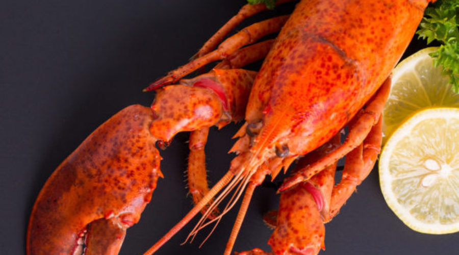 Maine Lobster: Fun Facts about This Delicious Crustacean | Geddy’s