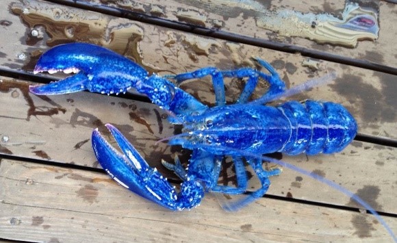 Geddy's Maine Lobster Fun Facts: Extremely rare blue lobster.