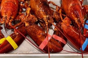 Maine Lobsters – Top Ten Facts You Might Not Know | Geddy’s