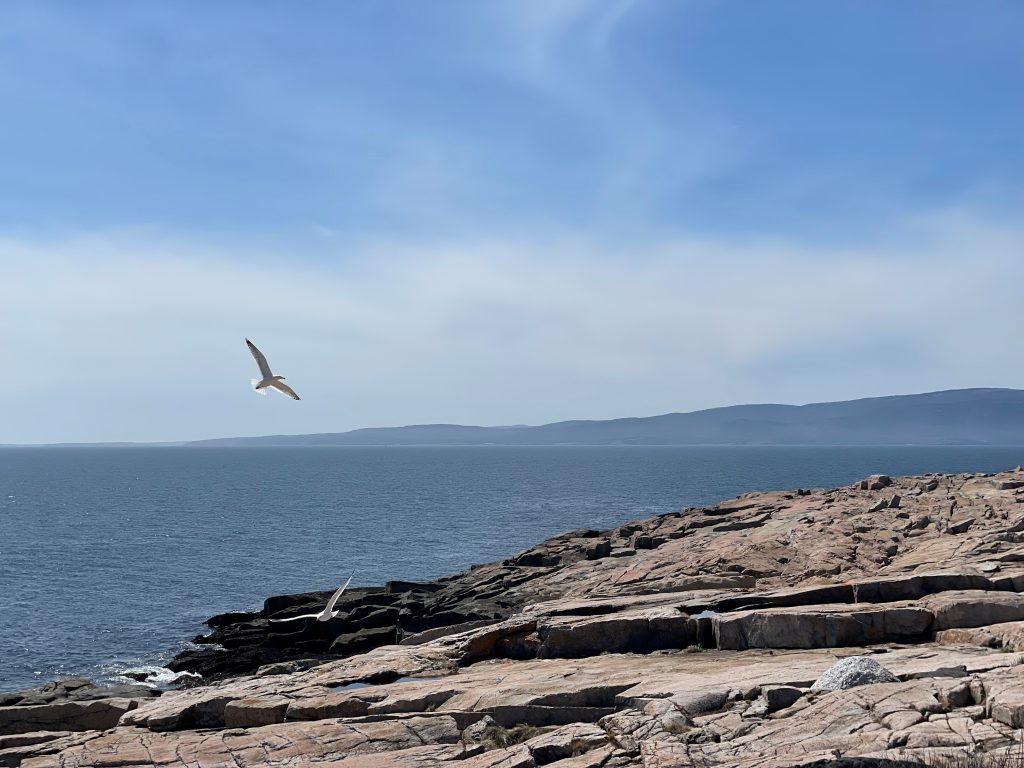 seagulls flying over the rocky coastline at Schoodic Peninsula in Acacia National Park, Maine, overlooking Bar Harbor. 
