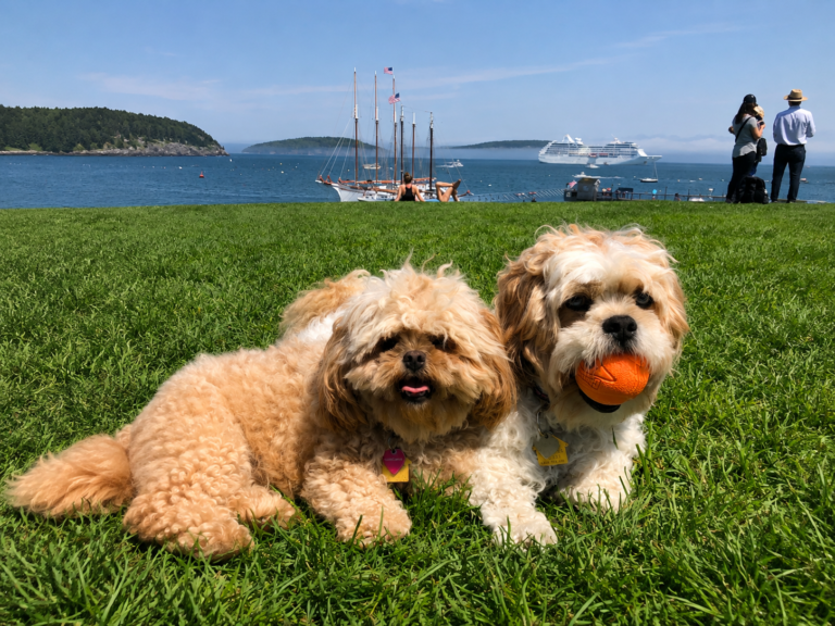 Two dogs relaxing on the grass in Agamont Park overlooking Frenchman Bay in downtown Bar Harbor, Maine