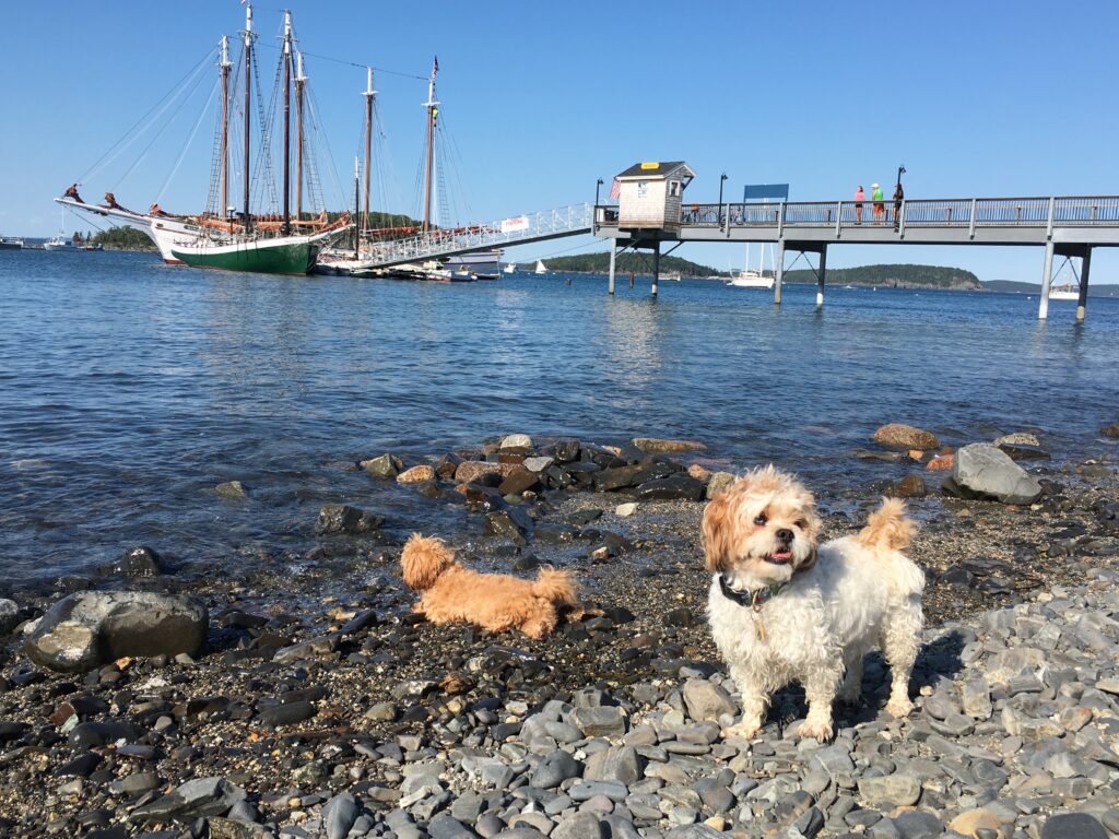 Dogs enjoying the rocky downtown Bar Harbor waterfront with boats in the background on Frenchman Bay near the Harborside Hotel.