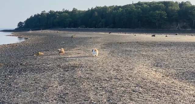 Dogs crossing the gravel sandbar to Bar Island at low tide in Bar Harbor, Maine.