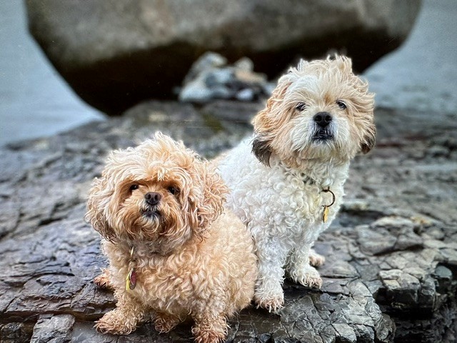 Two dogs sitting on the boulders along the Shore Path in downtown Bar Harbor, Maine.