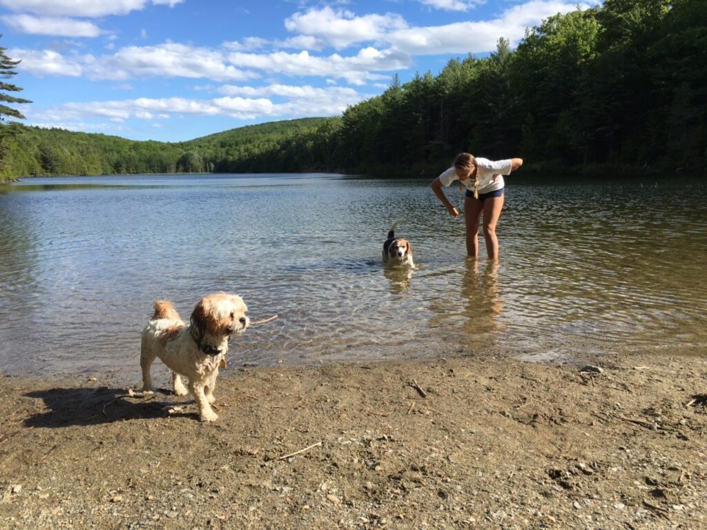 Dogs enjoying the shoreline at Lakewood Pond, a local favorite near Bar Harbor, Maine.