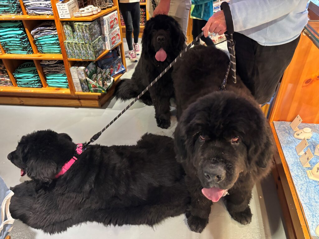 Large dogs visiting Geddy's Down Under gift shop in downtown Bar Harbor, Maine
