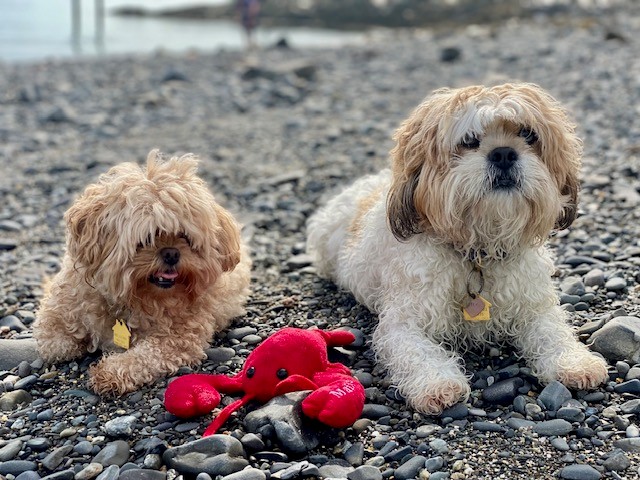 Two dogs sitting beside a red lobster dog toy on the rocky waterfront in downtown Bar Harbor, Maine