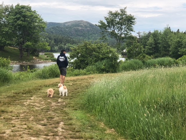 Person walking two dogs on a grassy trail with mountain views in Acadia National Park, Maine